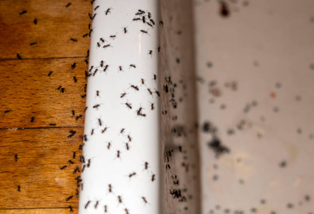 Best Local Pest Control Services  in Redfield, SD